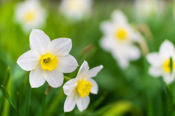 Spring flower narcissus