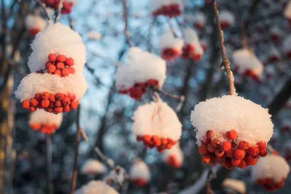 Baies rouges de frêne de montagne sous la neige . — Photo