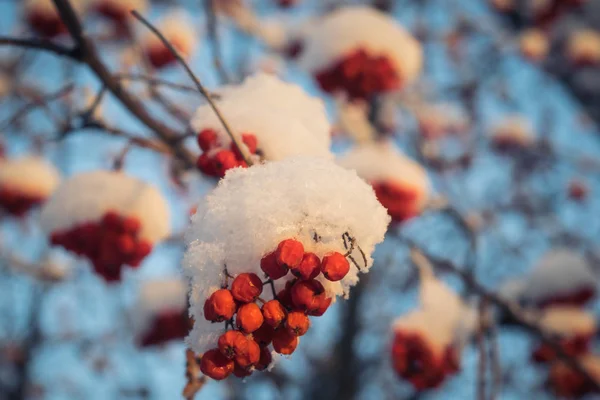 Bayas rojas de fresno de montaña bajo la nieve . —  Fotos de Stock