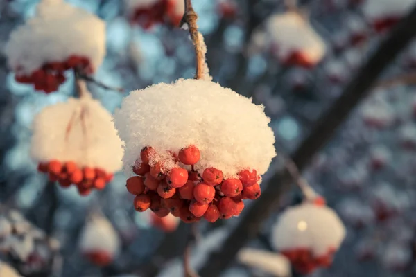 Red berries of mountain ash under the snow. — Stock Photo, Image
