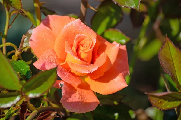 Rosa naranja flor sobre un fondo borroso verde . — Foto de Stock