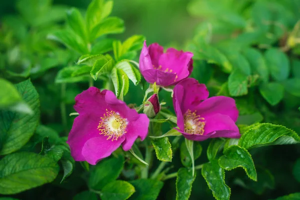 Floraison rose eglantine printemps jour — Photo