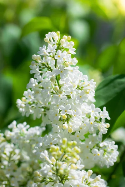 Ramo di fioritura lilla bianca in una giornata di sole — Foto Stock