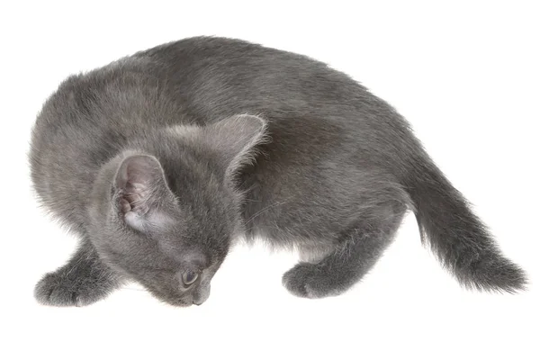 Pequeno gatinho jogando isolado — Fotografia de Stock