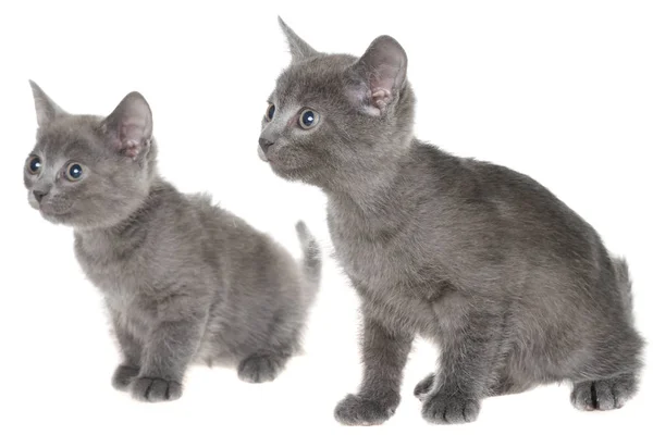 Два маленьких котенка играют в изоляции — стоковое фото