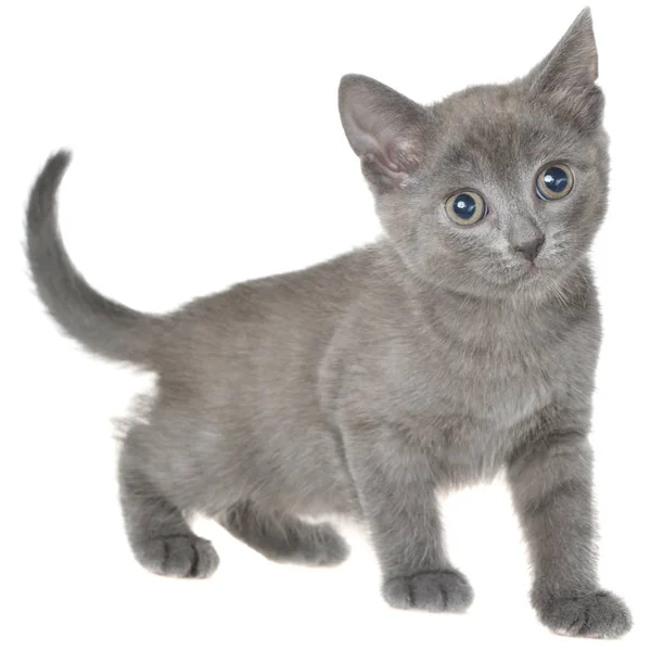 Small kitten isolated — Stock Photo, Image