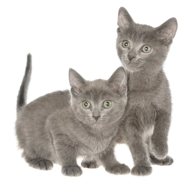 Zwei kleine Kätzchen spielen isoliert — Stockfoto