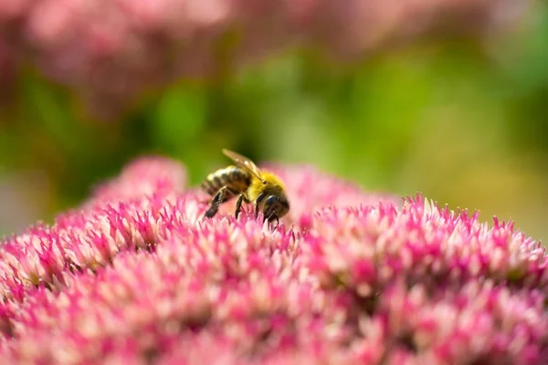 Honey bee collects nectar from a flower — Stock Photo, Image