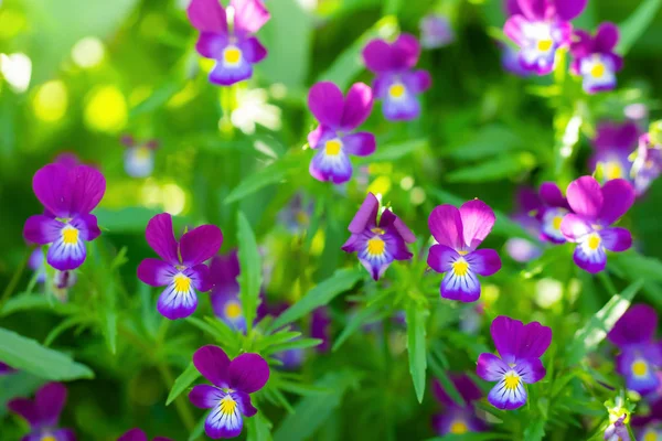 Фіолетовий пурпурні та сині квіти — стокове фото