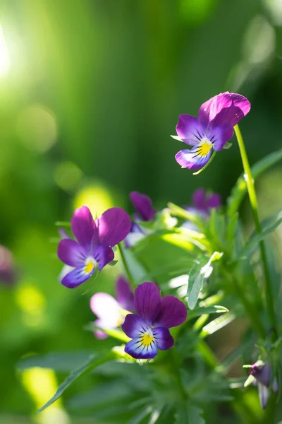 Fioletowy fioletowe kwiaty — Zdjęcie stockowe