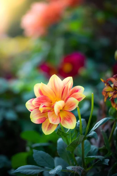 庭の開花ダリア — ストック写真