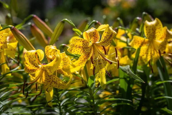 Flor de lírio amarelo contra o sol raios — Fotografia de Stock