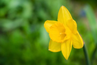 Bahar çiçeği sarı narcissus