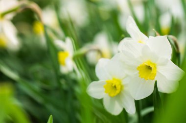 Bahar çiçeği nergis