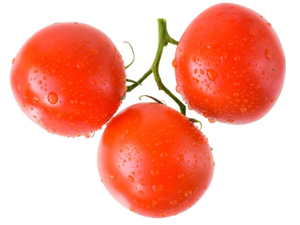 Três tomate no ramo isolado — Fotografia de Stock