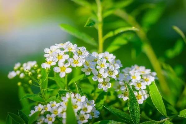 Bir bahar üzerinde çiçek açan erkeçsakalı — Stok fotoğraf