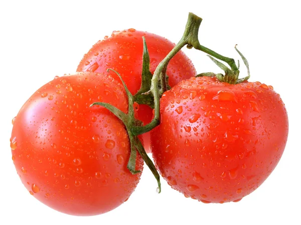 Drei Tomaten auf Zweig isoliert — Stockfoto