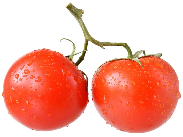 Two tomato on branch isolated — Stock Photo, Image