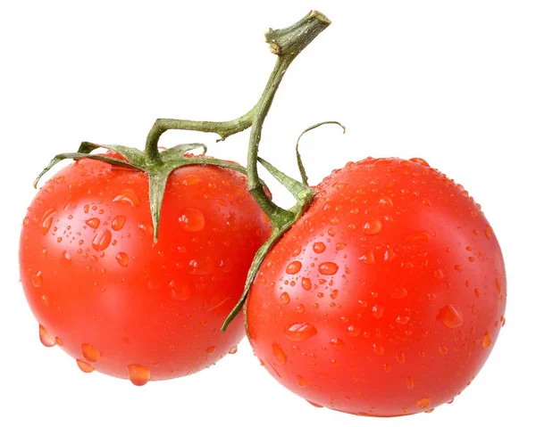 Два помідори на гілці ізольовані — стокове фото