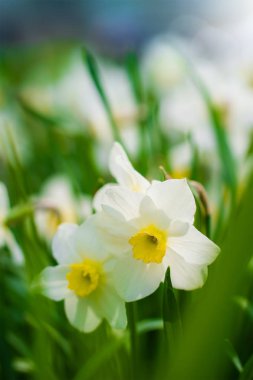 Bahar çiçeği nergis