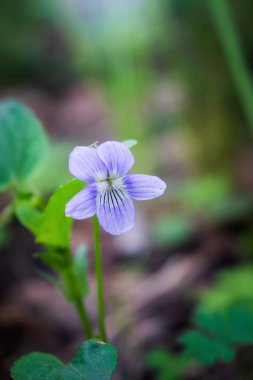 Mor Menekşe çiçek
