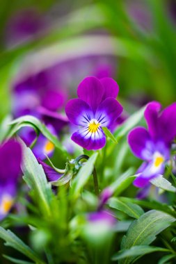 Mor Menekşe çiçek