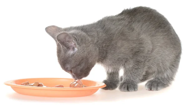 Gatinho cinzento comendo comida de gato de uma tigela — Fotografia de Stock