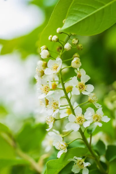 白い花の開花鳥桜の枝 — ストック写真