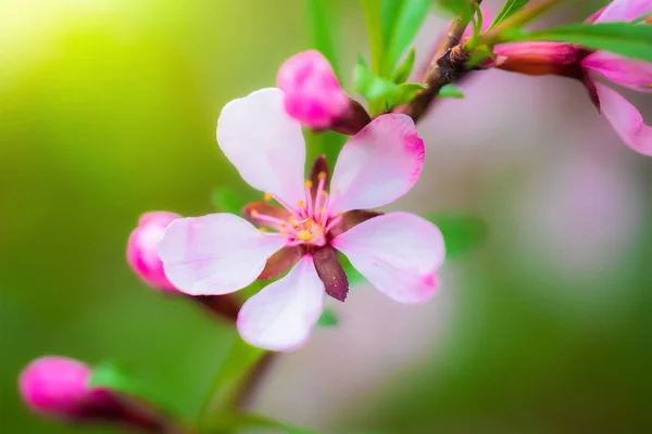 Kwitnące różowe migdały — Zdjęcie stockowe