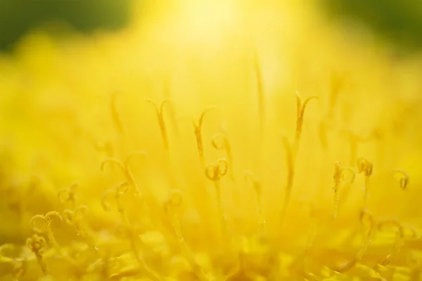 Dandelions üzerinde arka plan bulanık — Stok fotoğraf