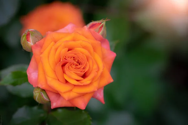 Rosa flor sobre un fondo borroso verde . — Foto de Stock