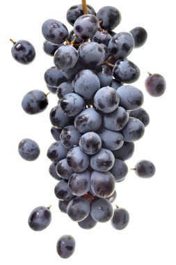 Olgun bir demet mavi üzüm yalıtılmış
