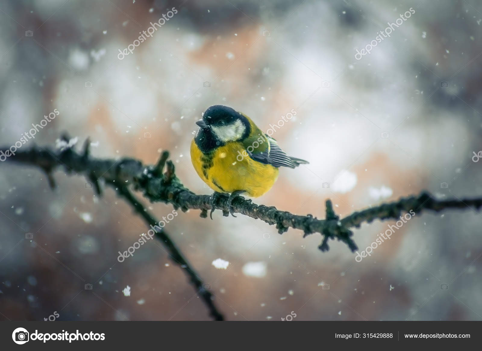 Bird with cold colors Stock Photos, Royalty Free Bird with cold colors