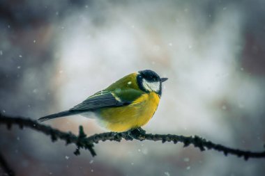 Karlı bir kış gününde meme faresi