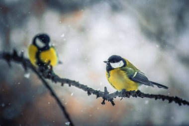 Karlı bir kış gününde meme faresi