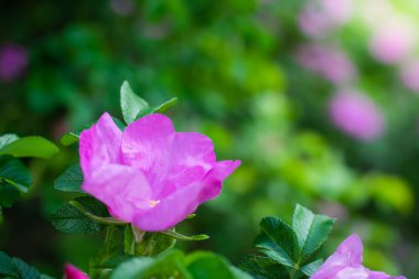Pembe yabani gül bahar günü çiçek
