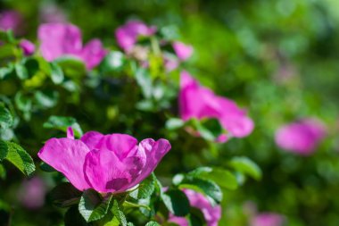 Pembe yabani gül bahar günü çiçek