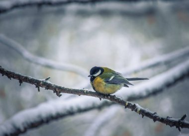 Karlı bir kış gününde meme faresi