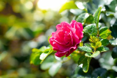 Gül çiçek yeşil görüntü arka plan üzerinde.