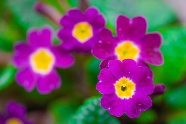 Menekşe çiçek çuha çiçeği closeup bahar.