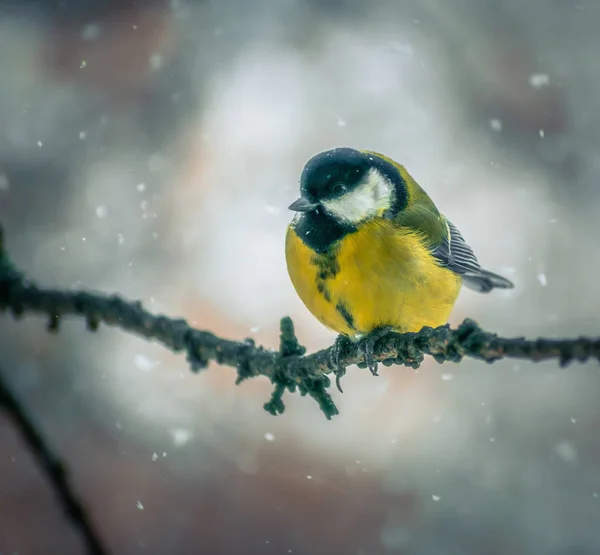 Titmouse em um dia de inverno nevado — Fotografia de Stock