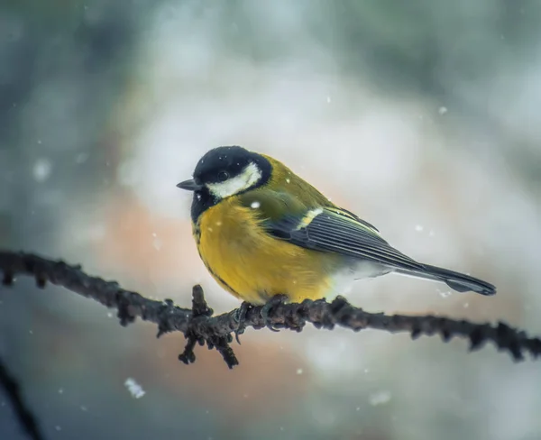 Titmouse on a snowy winter day — Stock Photo, Image
