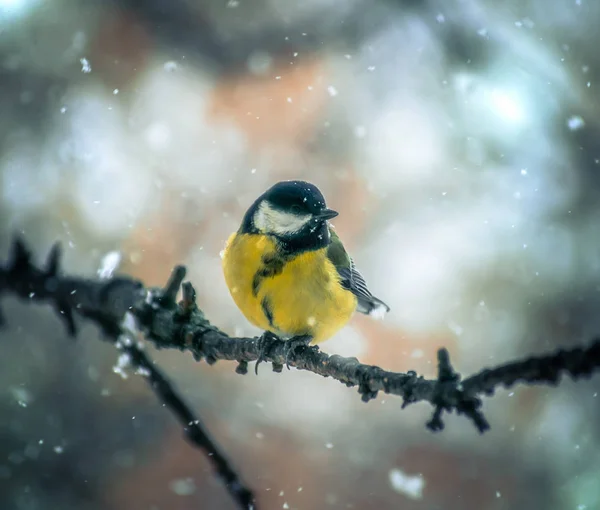 Titmouse într-o zi de iarnă înzăpezită — Fotografie, imagine de stoc