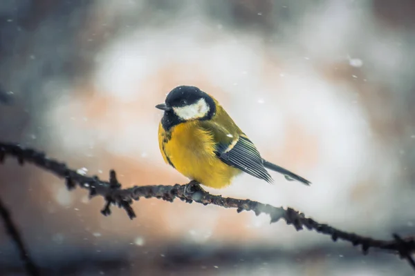 Titmouse egy havas téli napon — Stock Fotó