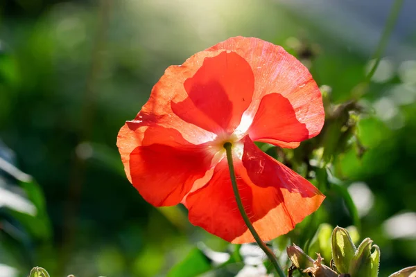 Červený máčkovitý květ proti slunečním paprskům — Stock fotografie