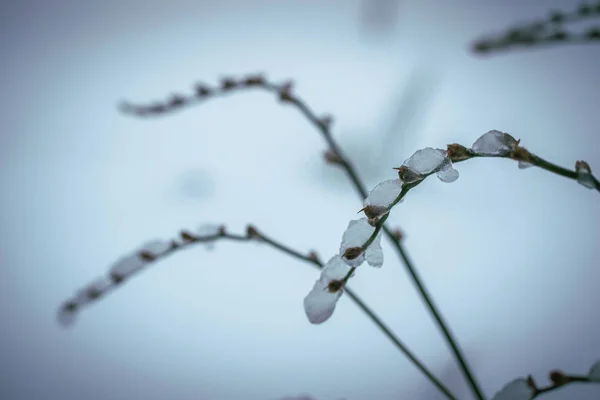 雪で覆われた乾燥プラント — ストック写真
