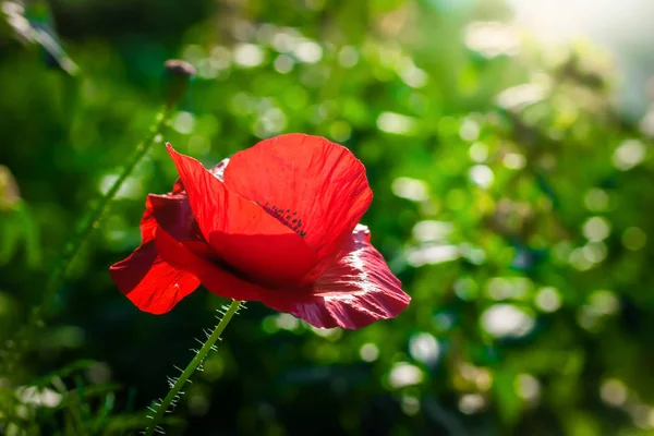 Červený máčkovitý květ proti slunečním paprskům — Stock fotografie