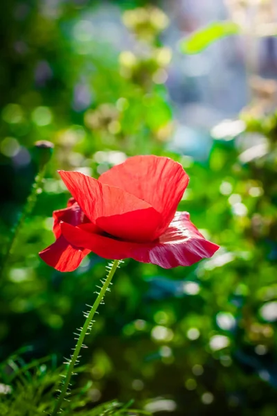 Červený mák květina zpět osvětlené — Stock fotografie