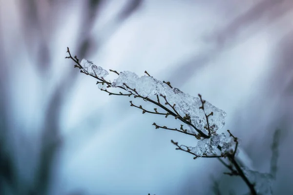 Droge plant bedekt met sneeuw — Stockfoto