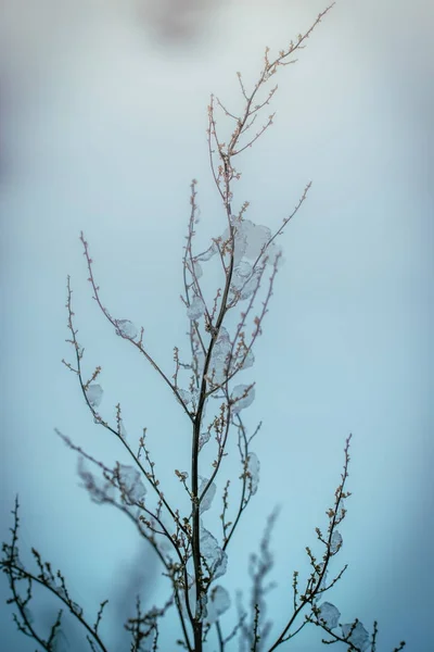 Pianta secca coperta di neve — Foto Stock